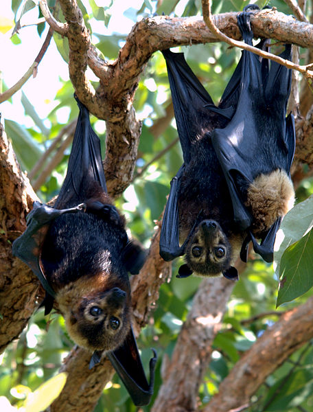 Pteropus_conspicillatus_family_Justin Welbergen.jpg