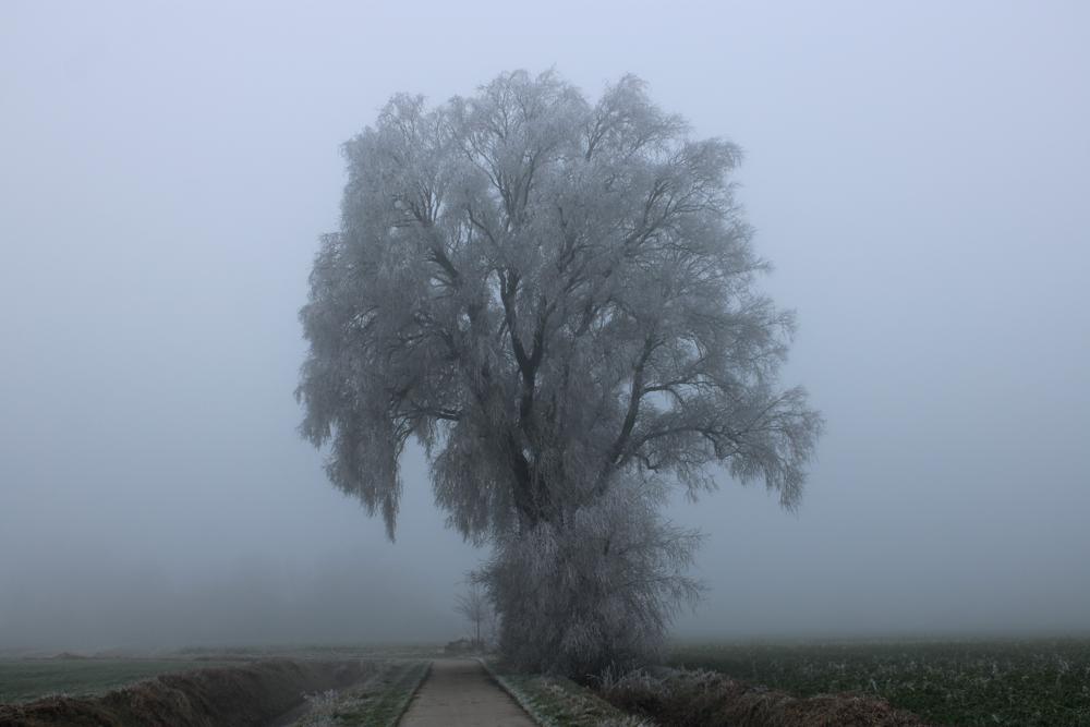 Aanvriezende mist nabij Loppersum (archieffoto 19-01-2025: Lex Sebastian)