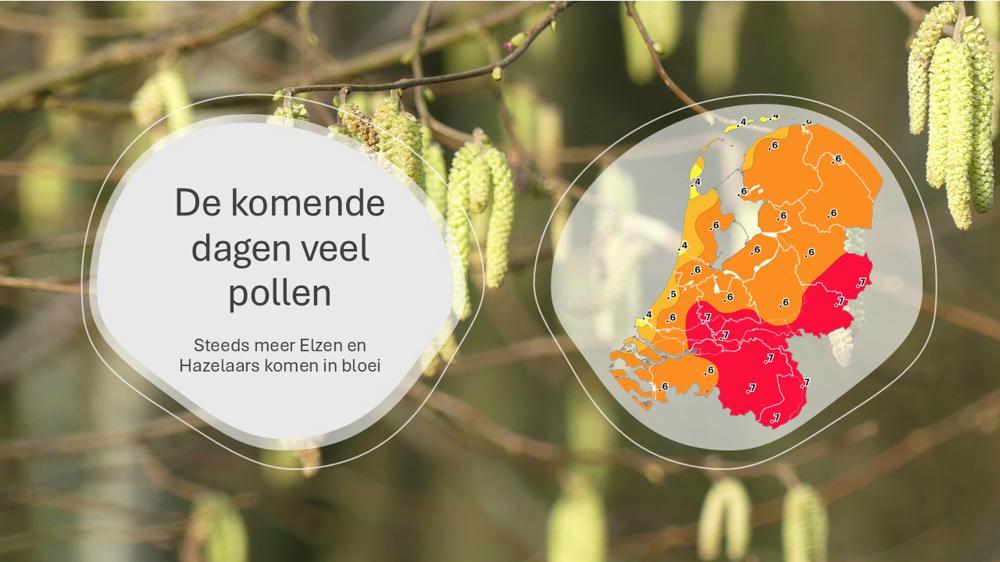 De komende dagen veel pollen.jpg