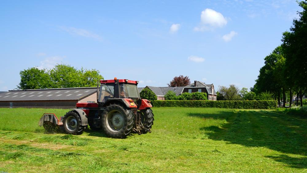 't Gras groeit en bloeit (foto: Toon Boons)