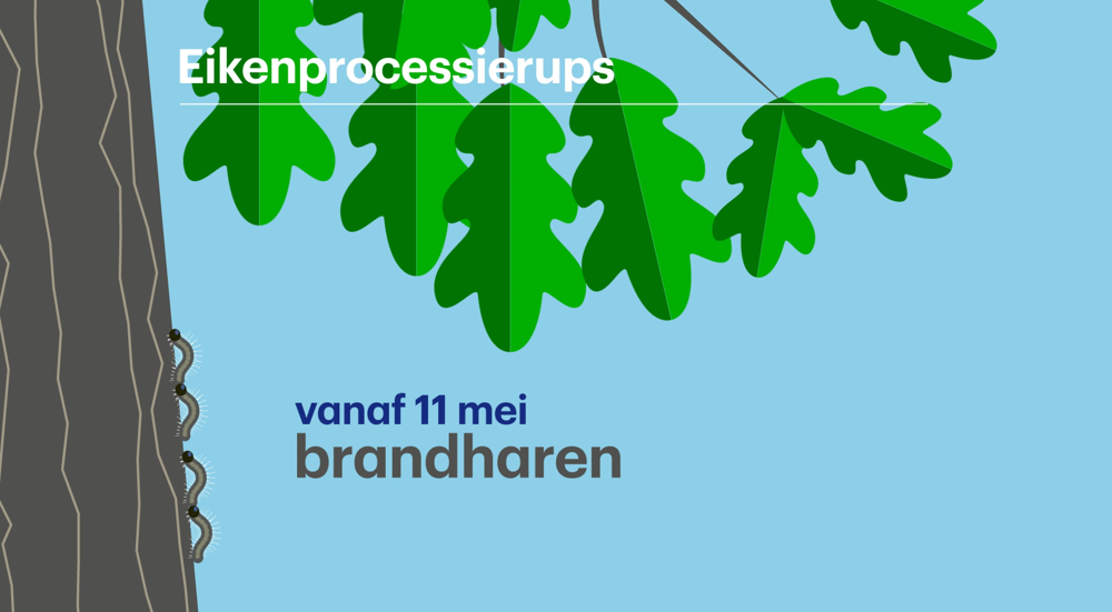 Brandharen kunnen vanaf mei al irritatie veroorzaken