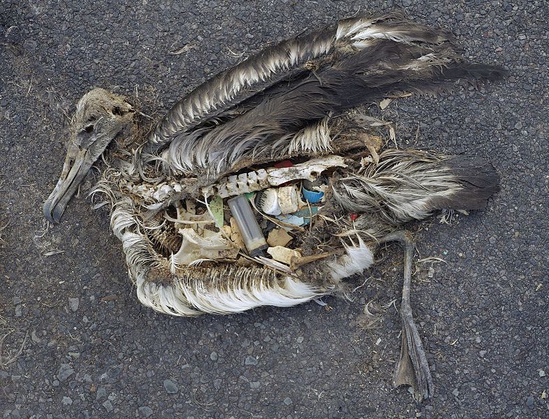 Albatross_at_Midway_Atoll_Refuge_Chris Jordan via Wikipedia.jpg