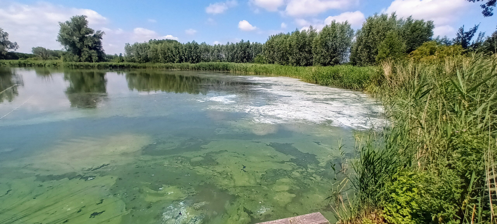 20250629_Gelein Jansen_Hulst.jpg