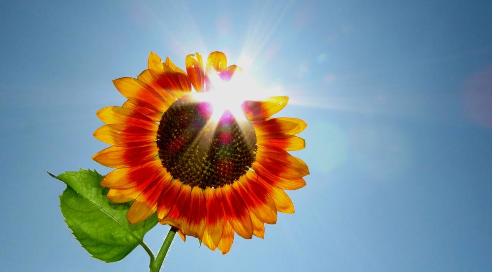 Rob Beckers Venray.jpg