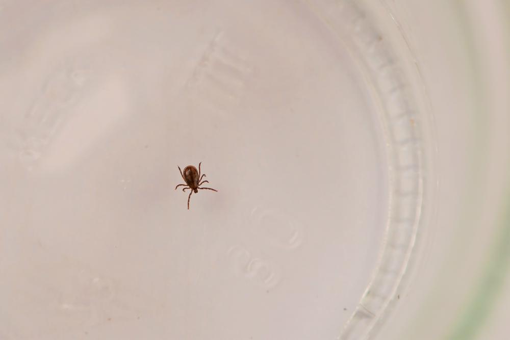 Een teek gevonden... (foto: Cynthia van Leusden)