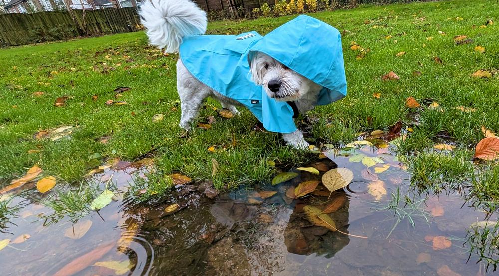 20251115_Ed van Pelt_Julianadorp.jpg 20251115_Ed van Pelt_Julianadorp.jpg