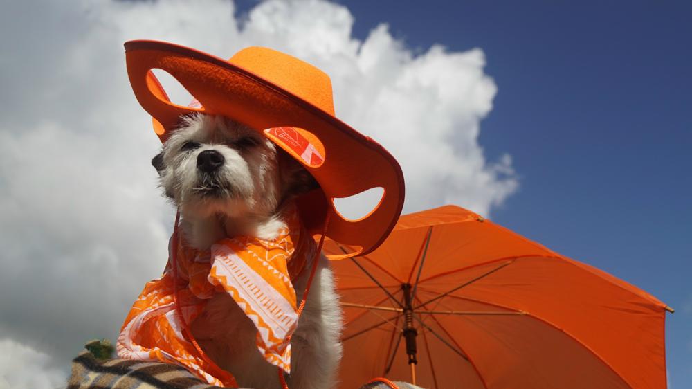 20170426_Ditta Modderkolk_Renkum_hond ornaje.jpg 20170426_Ditta Modderkolk_Renkum_hond ornaje.jpg