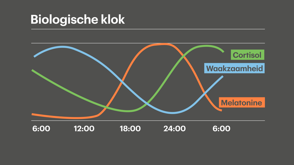 Biologische_klok.png