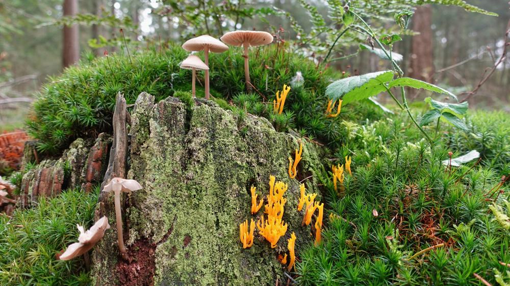 Paddestoelen op dood hout. De gele variant is de Kooraalzwam (foto: Gert de Bruijn)