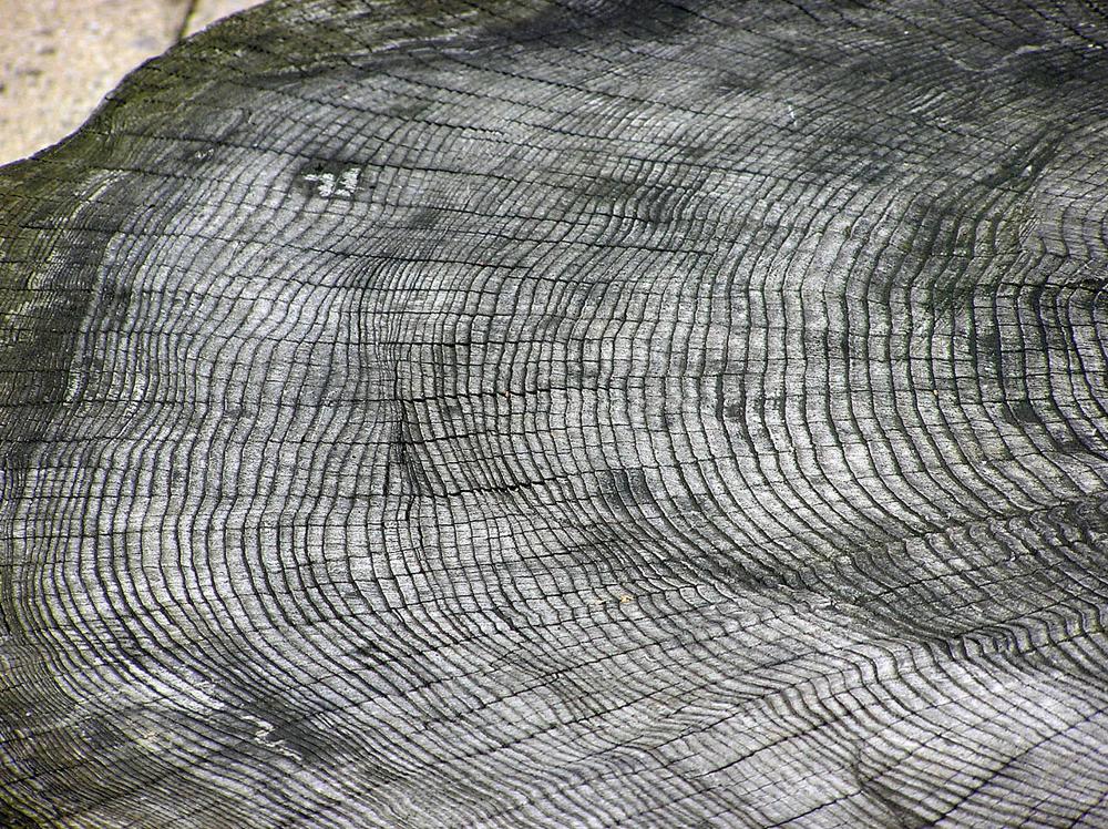 1280px-Tree.ring.arp.jpg