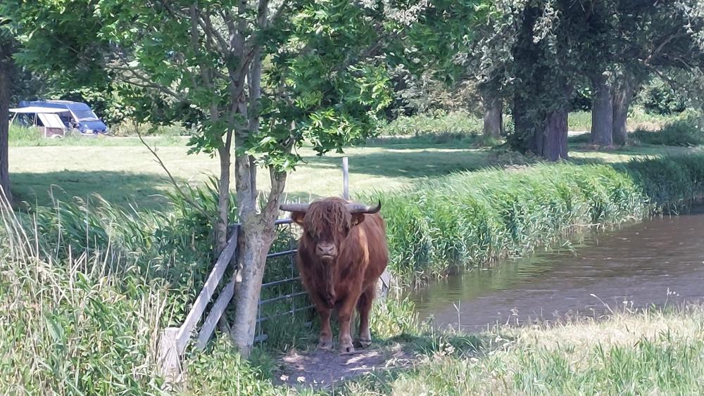 Ries Rombouts Uitgeest.jpeg