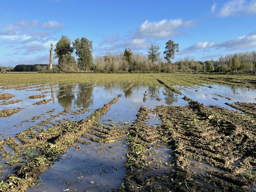 Recordna jaar - vooral in het najaar was het zeer nat (foto: Jessie van Neer)