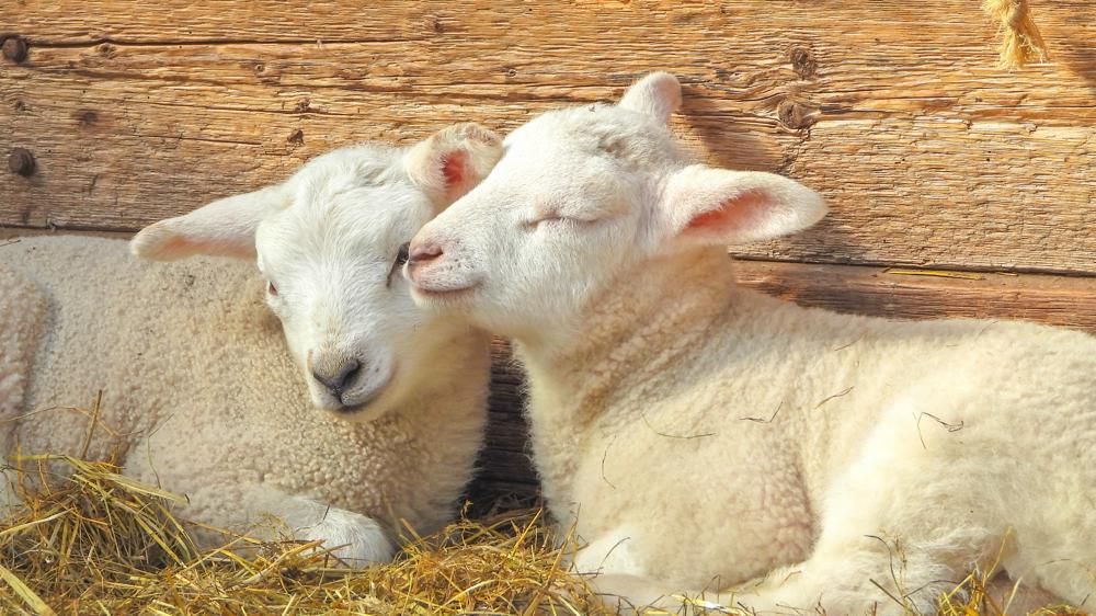 Genieten van de warmte en het lentezonnetje (foto:Trudy Fortuijn)