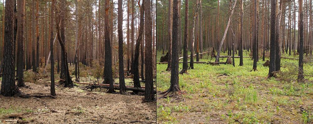 1200px-Boreal_pine_forest_after_fire_Hannu.jfif