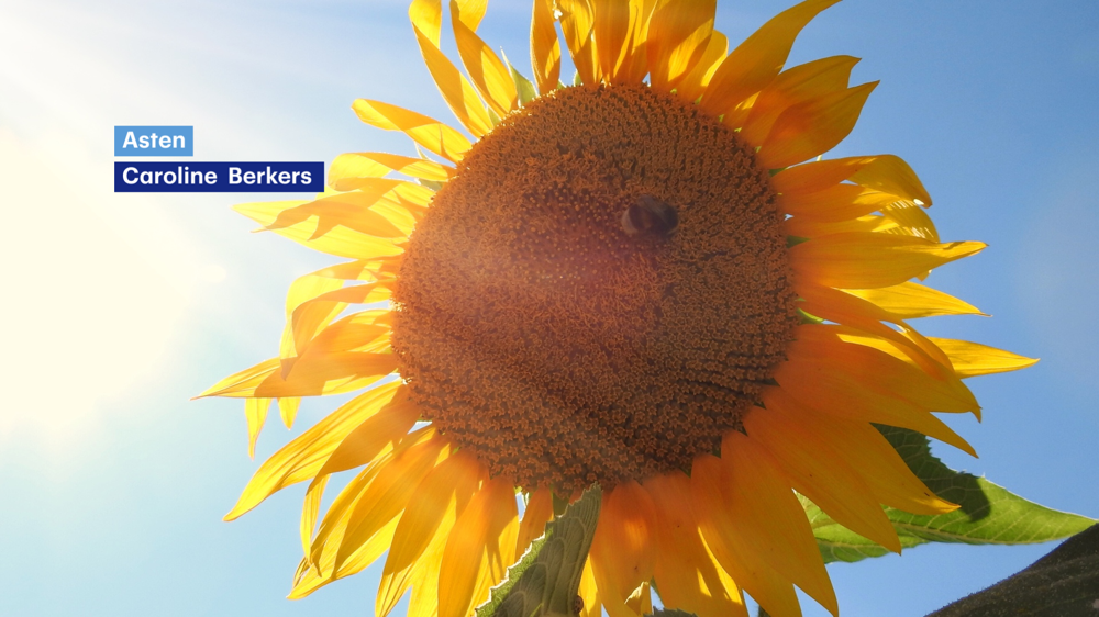 zonnebloem.png