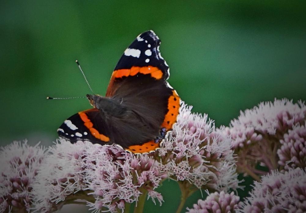 Atalanta op 1 (foto: Marinette Raaijmakers)