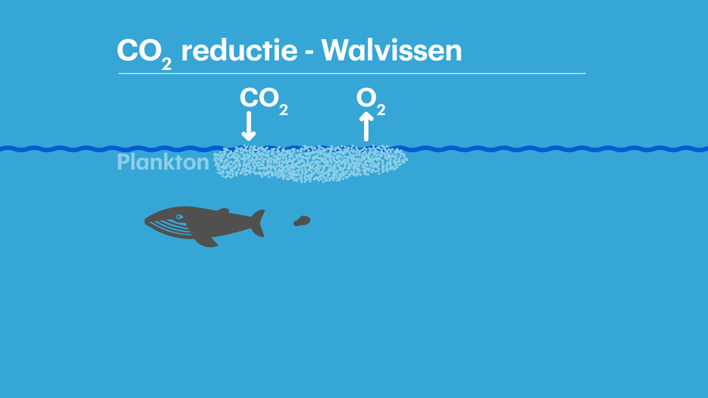 Walvissen-Still.png