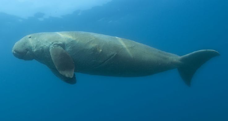 Dugong_dugon.jpg