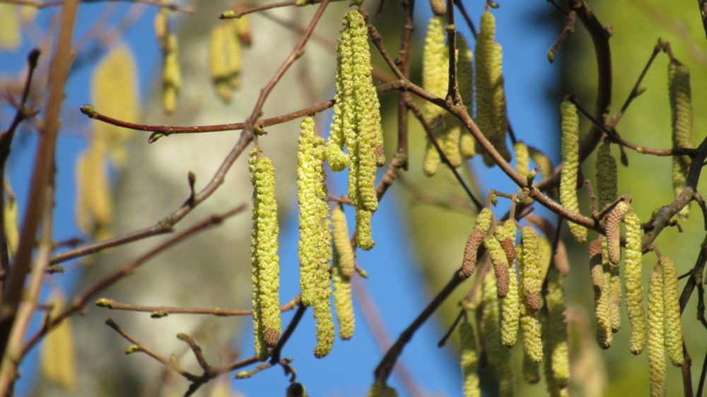 Terwijl het in het noorden 'doorwintert' is in het zuiden regelmatig het gevoel van lente. De katjes van de Hazelaar in bloei en de bijkomende hooikoortsklachten. Vandaag wordt het maar zo 9 graden in het zuiden. (foto; Geeske Harkema)