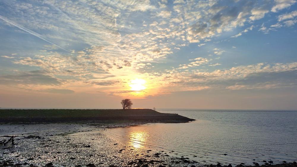 Geeske Harkema_Kats.jpg