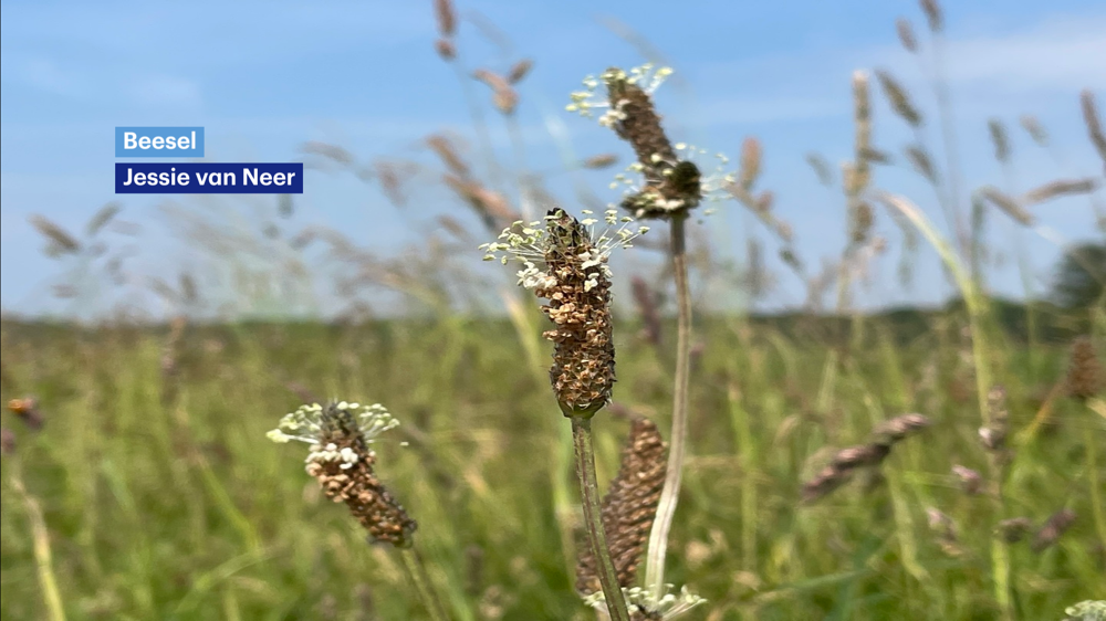 pollen.png