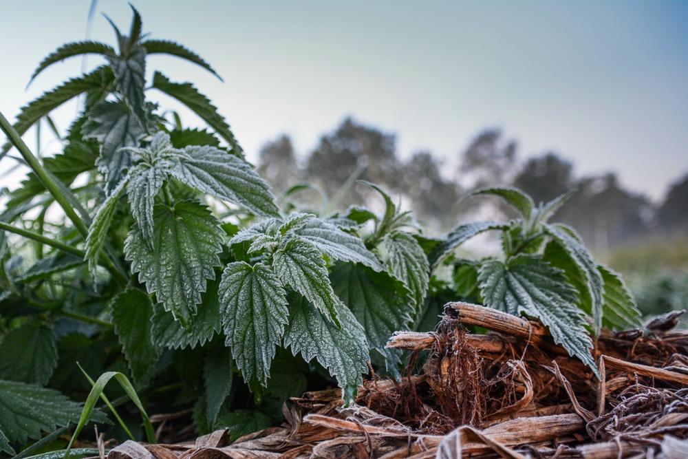 20190918_Jos Hebben_Altweerterheide.jpg