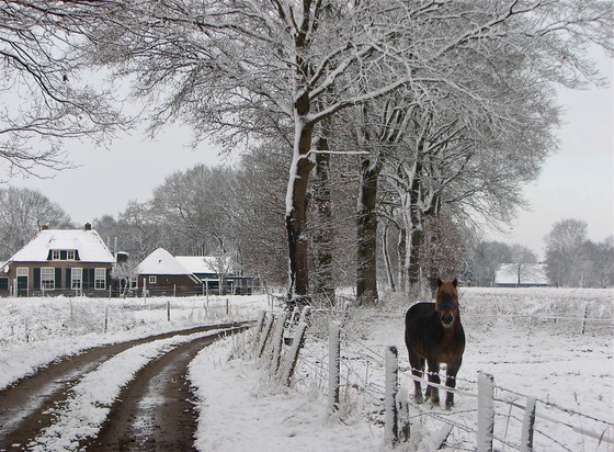 Sneeuw op 24 november 2008