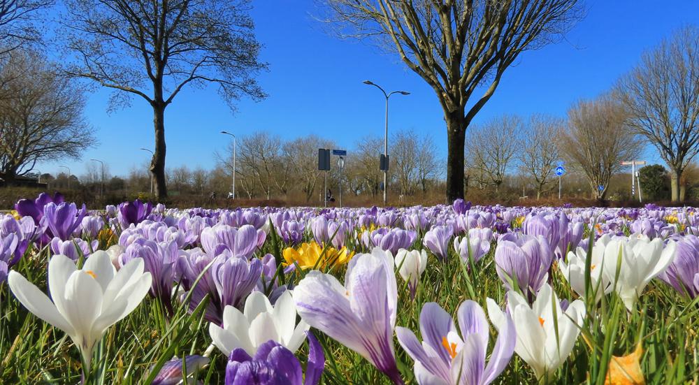 De gekleurde bloeiers geven geen allergeen pollen af (foto: Gieny Westra)