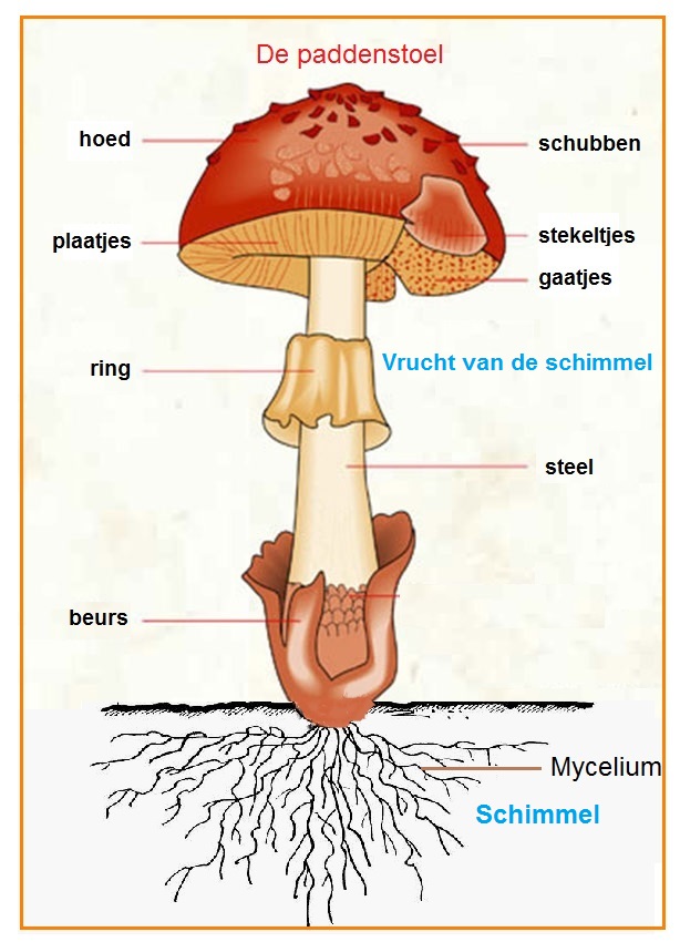 Onderdelenvandepaddenstoel.jpg