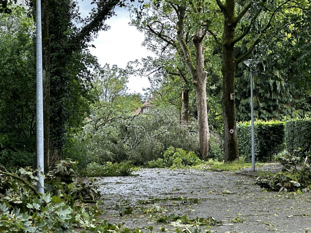 Robert Schippers_Haren_5 juli.jpeg