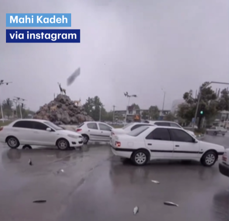 vissenregen_nieuw.PNG.png
