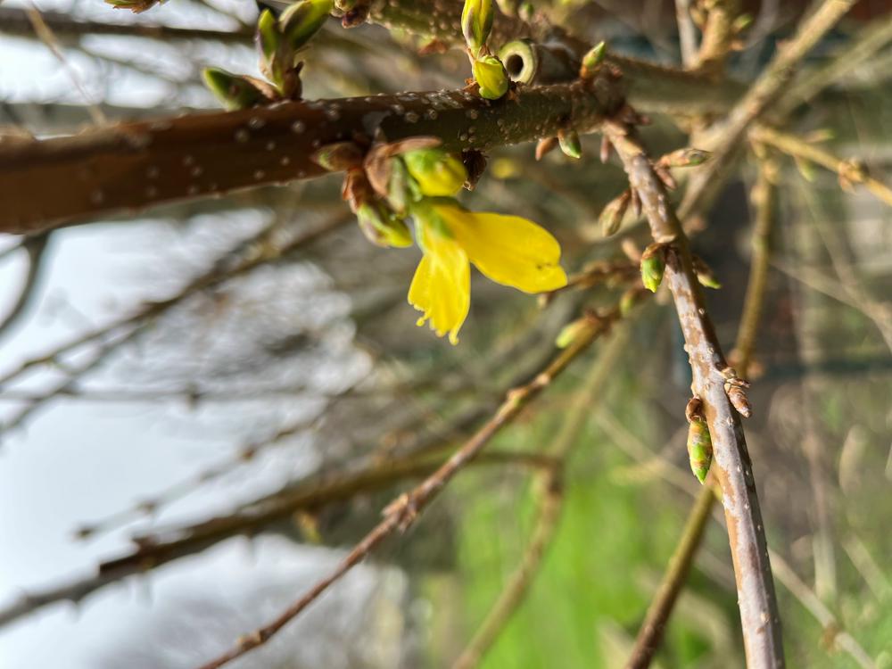 forsythia.jpg