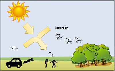 bomenisopreen.jpg