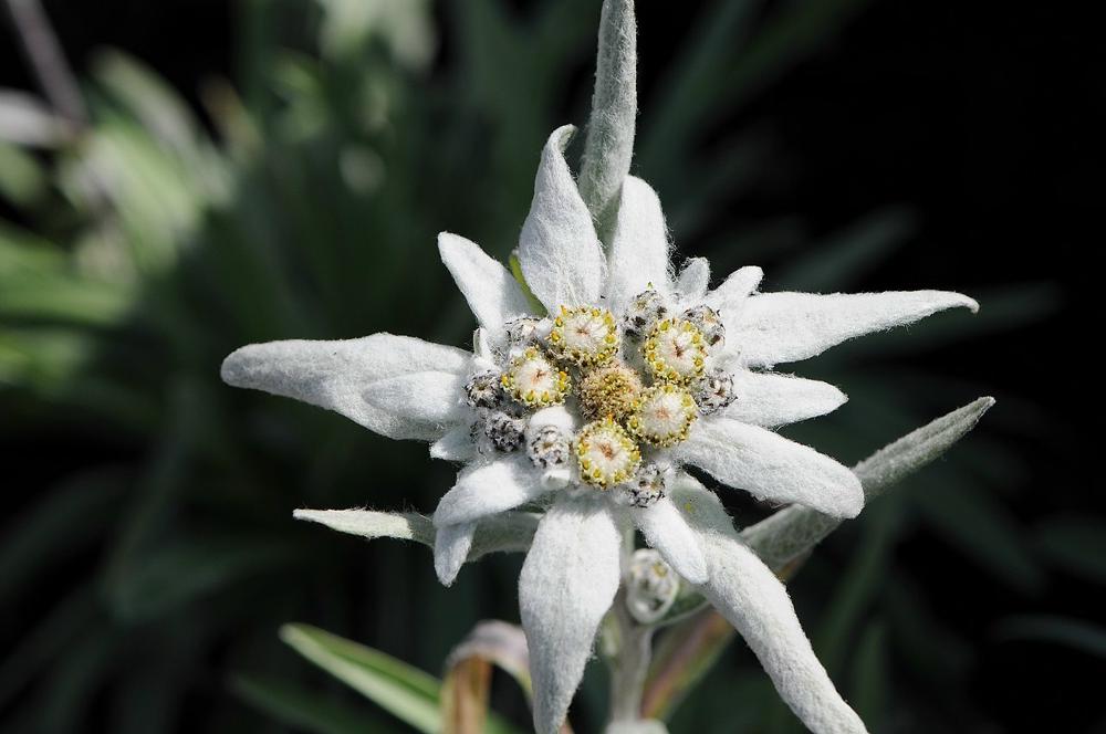 Edelweiss.JPG